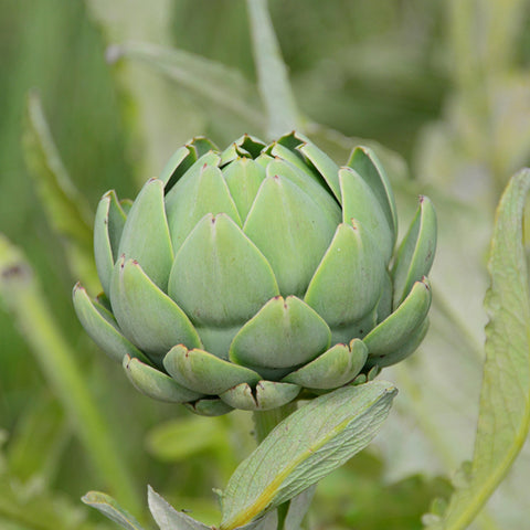 Live Plant - Artichoke, Green Globe