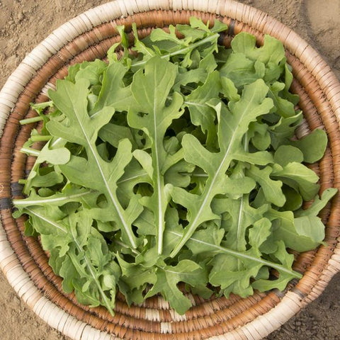 Arugula, Esmee (Certified Organic Seeds)