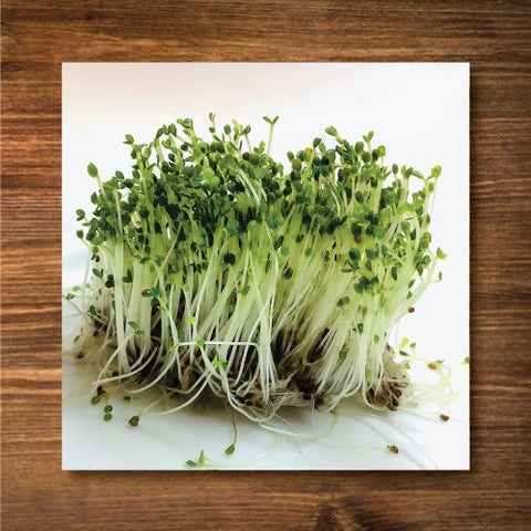 Arugula (Rocket) Sprouting/ Microgreen Seeds - Certified Organic