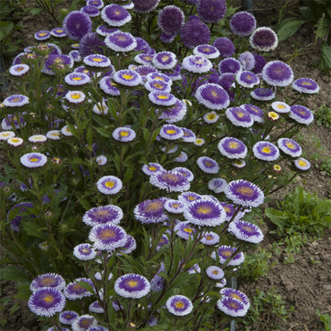 Aster (China), Lilliput Blue Moon (Organically Grown Seeds)