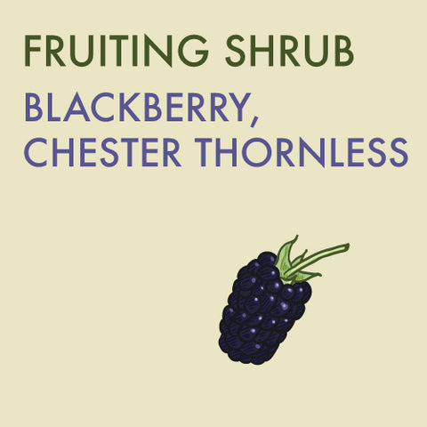 Blackberry, Chester Thornless - 1-gallon