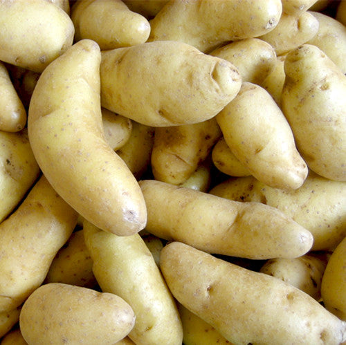 Seed Potato - Banana Fingerling (Certified Organic)