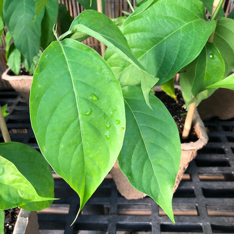 Live Plant - Ayahuasca (Banisteriopsis caapi)