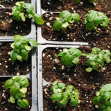 Basil, Genovese (Certified Organic Seeds)