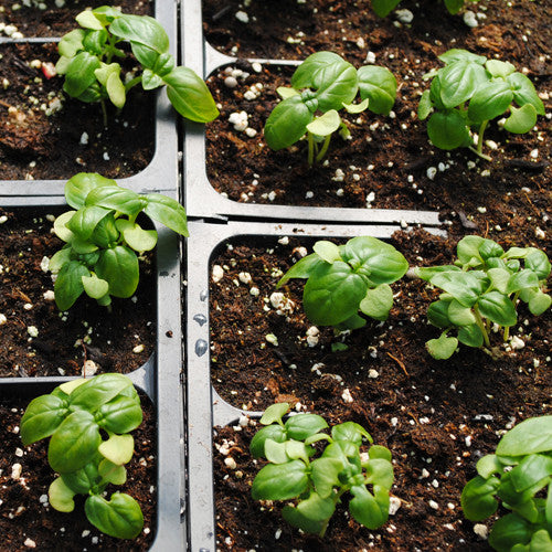 Basil, Genovese (Certified Organic Seeds)