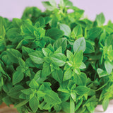 Basil, Spicy Globe (Organically Grown Seeds)