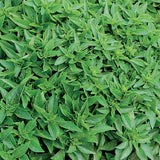 Basil, Spicy Globe (Organically Grown Seeds)
