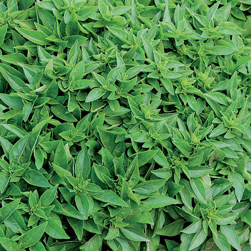 Basil, Spicy Globe (Organically Grown Seeds)