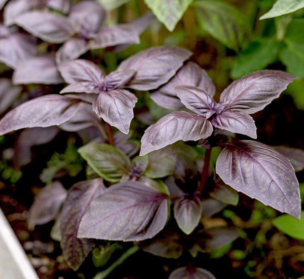 Basil, Prospera Red F1 DMR (Organically Grown Seeds)