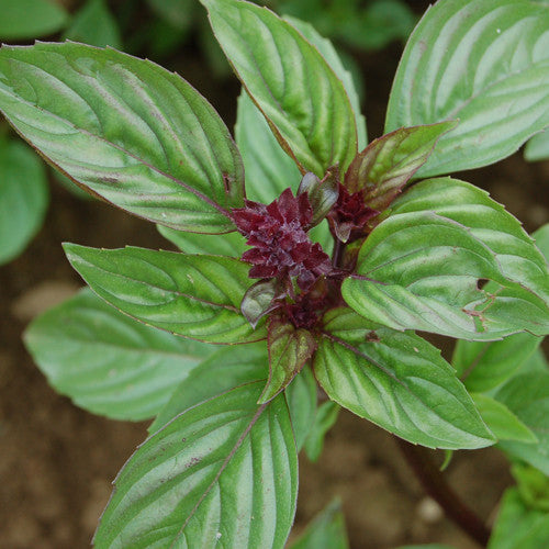 Organic Sweet Thai Basil