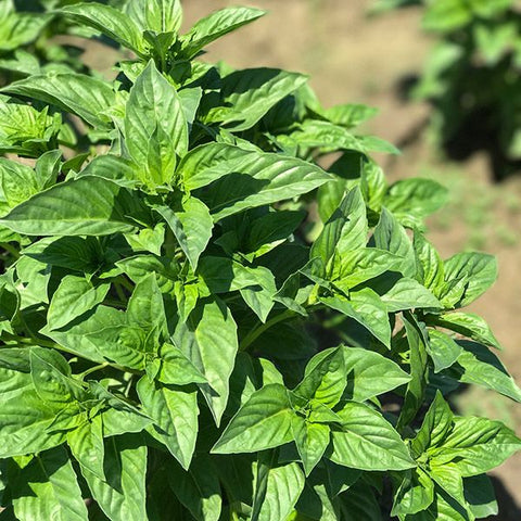 Basil, Rutgers Obsession DMR (Certified Organic Seeds)