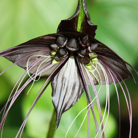 Live Plant - Bat Plant