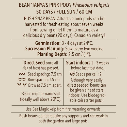 Bean (Bush), Tanya's Pink Pod (Organically Grown Seeds)