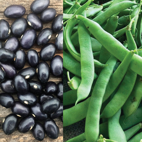 Seeds - Bean (Bush), Black Coco Romano OG (F)
