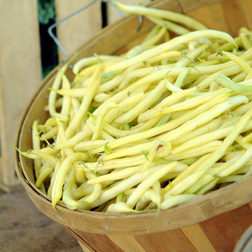 Organic Gold Rush Bean