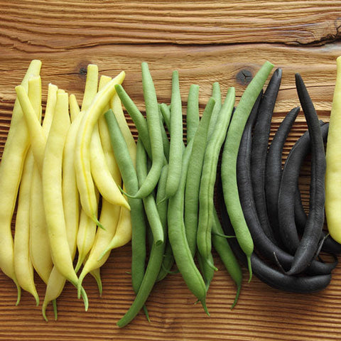 Bean (Bush), Mardi Gras Blend - Bulk Pack (Organically Grown Seeds)