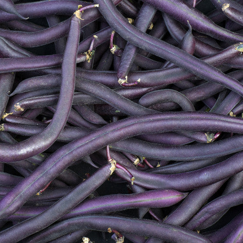Organic Royal Burgundy Bush Bean