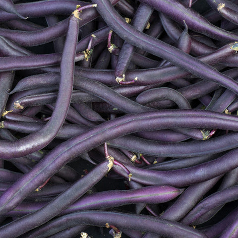 Organic Royal Burgundy Bush Bean