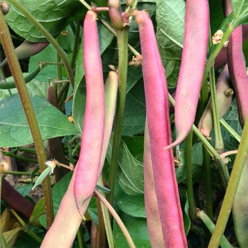 Bean (Bush), Tanya's Pink Pod (Organically Grown Seeds)