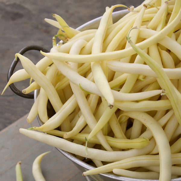 Bean (Pole), Gold Nectar (Organically Grown Seeds)