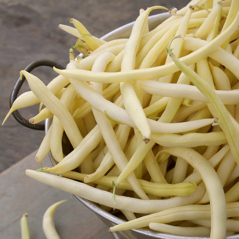 Bean (Pole), Gold Nectar (Organically Grown Seeds)
