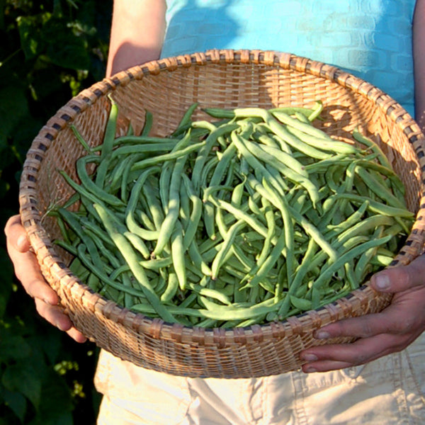 Organic Kentucky Wonder Bean
