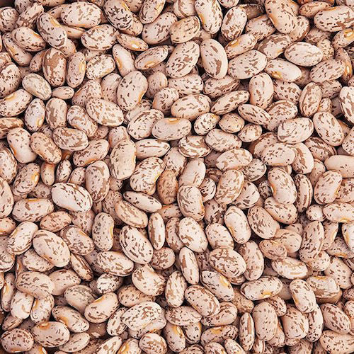 Bean, Pinto Quincy Organic Seeds