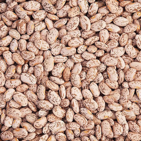 Bean, Pinto Quincy Organic Seeds