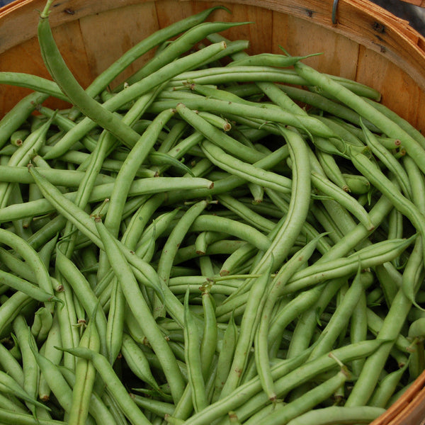 Organic Provider Bean