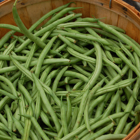 Organic Provider Bean