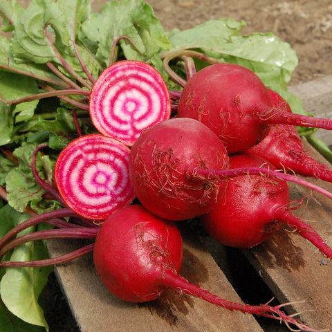 Organic Chioggia Beet