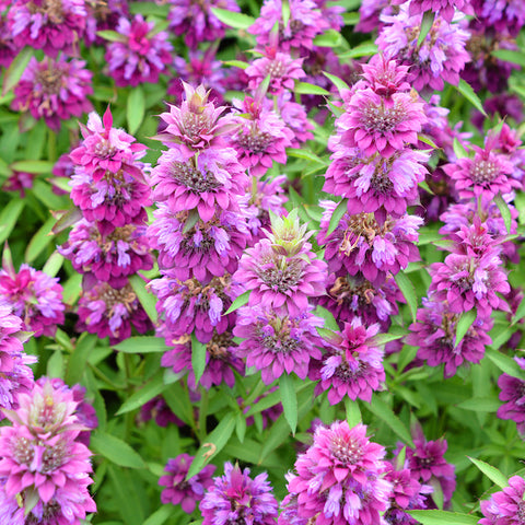 Bergamot, Lemon (Organically Grown Seeds)