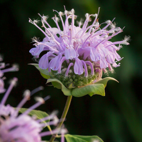 Bergamot, Wild (Organically Grown Seeds)