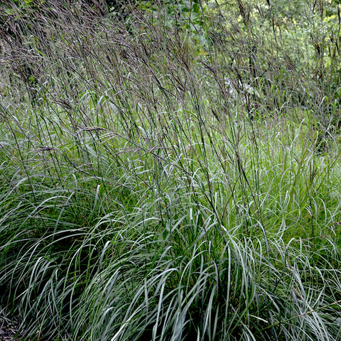 Big Bluestem (Organically Grown Seeds)
