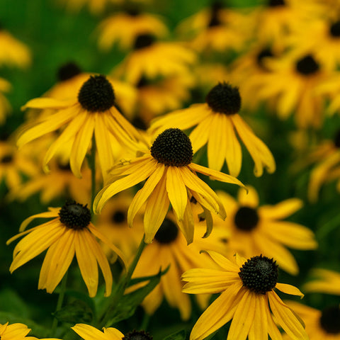 Black Eyed Susan (Organically Grown Seeds)