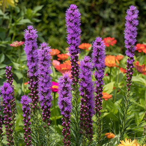Blazing Star (Organically Grown Seeds)