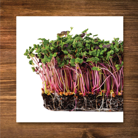 Brilliant Blend Sprouting/ Microgreen Seeds - Certified Organic