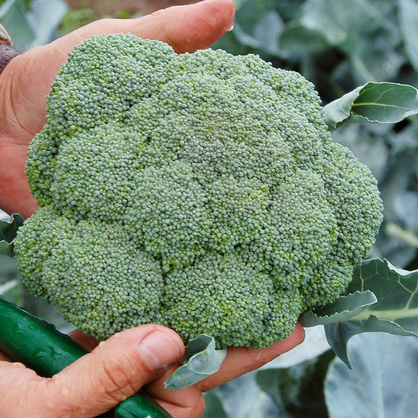 Organic Belstar Broccoli