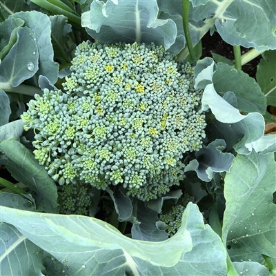 Broccoli, Calabrese (Certified Organic Seeds)