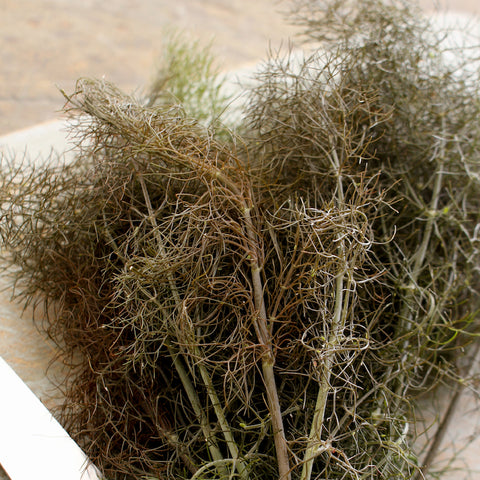 Fennel, Bronze (Organically Grown Seeds)