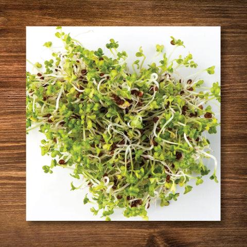 Mustard, Brown - Sprouting Seeds - Certified Organic