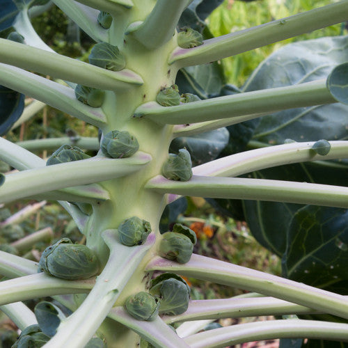 Brussels Sprouts, Nautic F1 (Certified Organic Seeds)