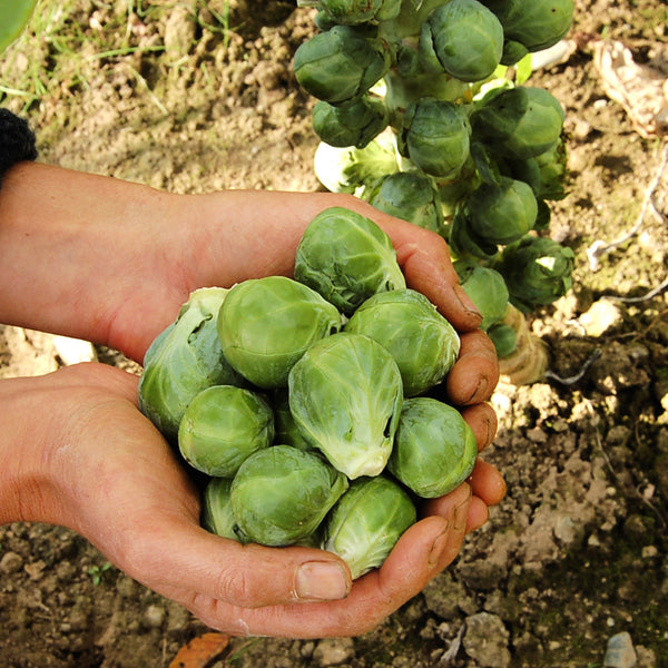 Brussels Sprouts, Nautic F1 (Certified Organic Seeds)