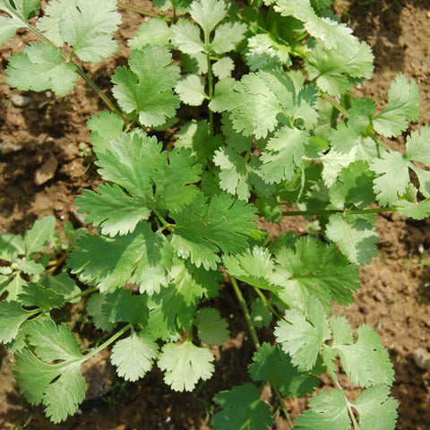 Cilantro, Santo (Certified Organic Seeds)