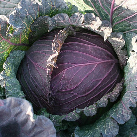 Seeds - Cabbage, Deadon OG (HM)