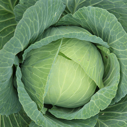 Cabbage, Golden Acre (Organically Grown Seeds)