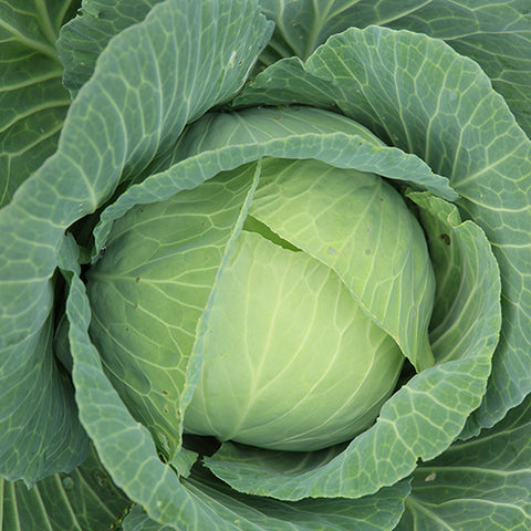 Cabbage, Golden Acre (Organically Grown Seeds)