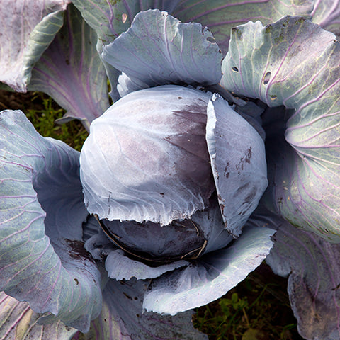 Cabbage, Red Acre (Organically Grown Seeds)