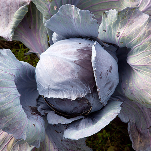 Seeds - Cabbage, Red Acre OG (SGH)