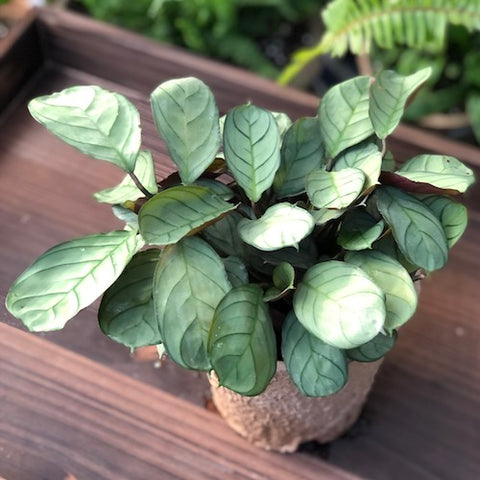 Calathea Amagris - Live Plant